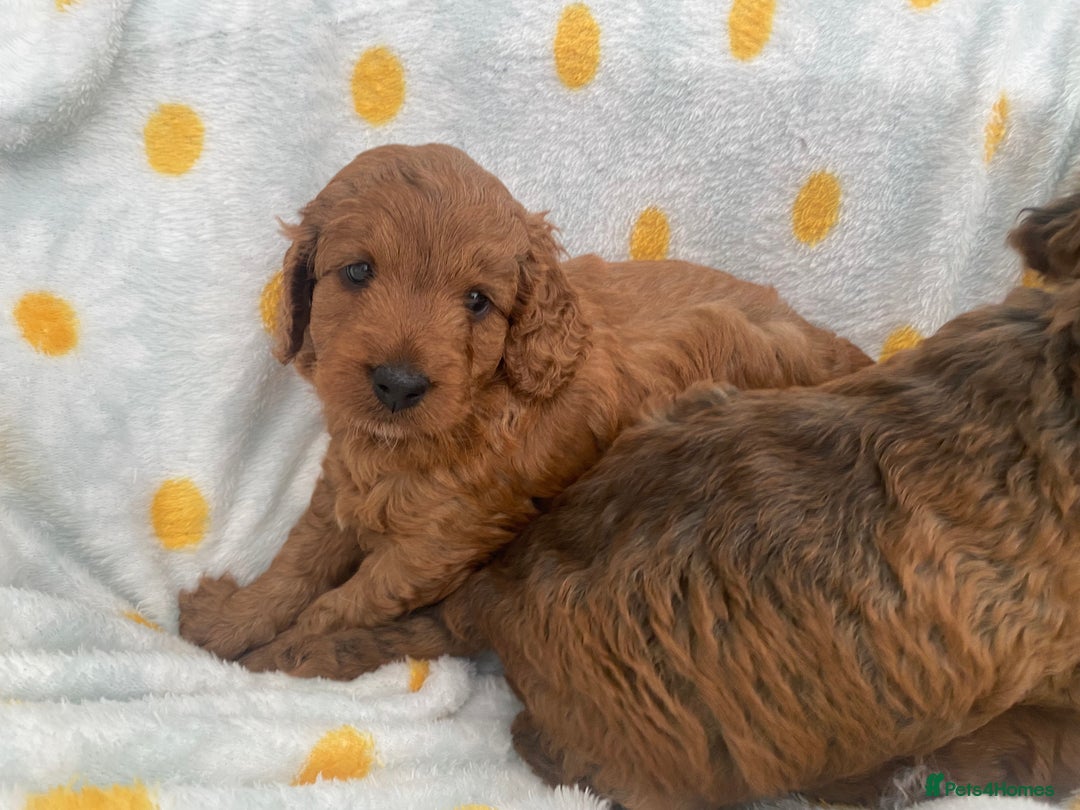 Cockapoo dogs for sale: Beautiful F1b Toy Cockapoo puppies  - Image 12