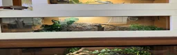 Python Snake reptiles for sale: Snakes and full setup  in Shrewsbury - Advert 3