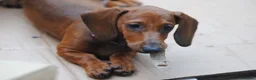 Dachshund dogs for sale: READY NOW Standard smooth haired dachshund  - Advert 4