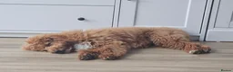 Cockapoo dogs for sale: Cockapoo for rehome - Advert 8