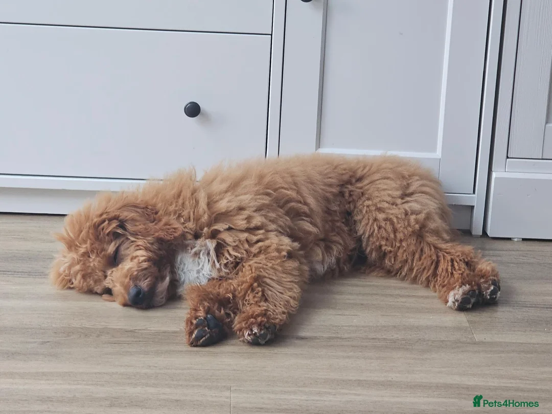 Cockapoo dogs for sale: Cockapoo for rehome - Advert 8