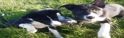 Border Collie dogs for sale: Border Collie pups for sale in Carmarthen - Advert 7