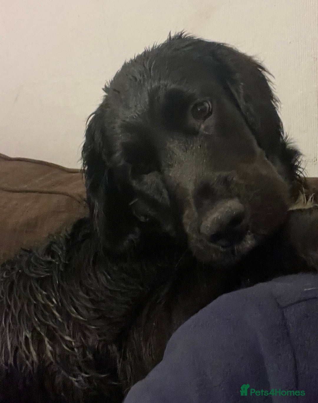 Mixed Breed dogs for sale: Golden cocker - Advert 1