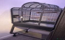 Budgerigars birds for sale: hand reared Grey pied budgie with huge cage - Image 3