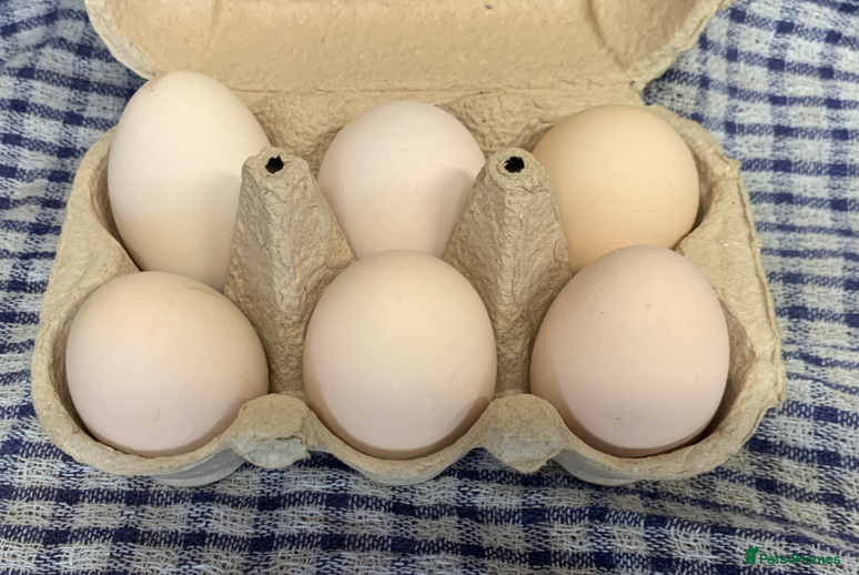 Chickens poultry Salmon Faverolle - Hatching Eggs - Large Fowl -  - Advert 12