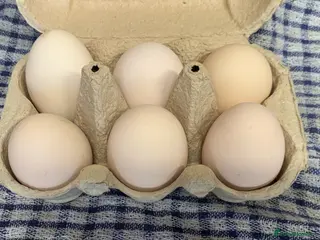 Chickens poultry Salmon Faverolle - Hatching Eggs - Large Fowl - - Advert 12