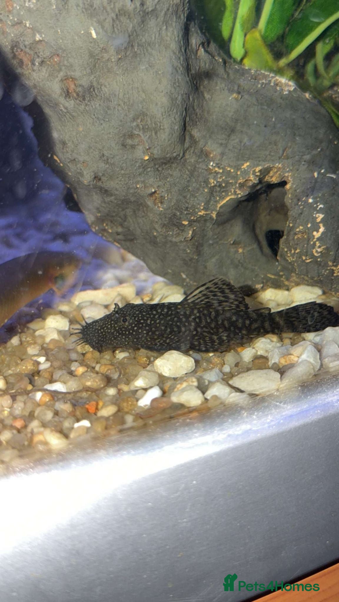 Plecos fish bristlenose plecos - Advert 2
