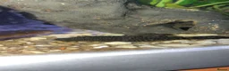Plecos fish for sale: bristlenose plecos - Advert 1