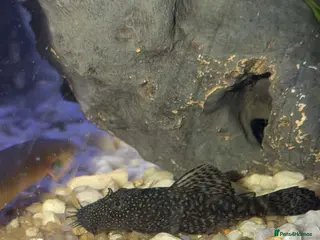 Plecos fish bristlenose plecos - Advert 2