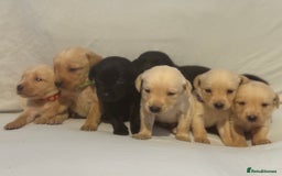Labrador Retriever dogs for sale: KC registered Labrador puppies - Image 2
