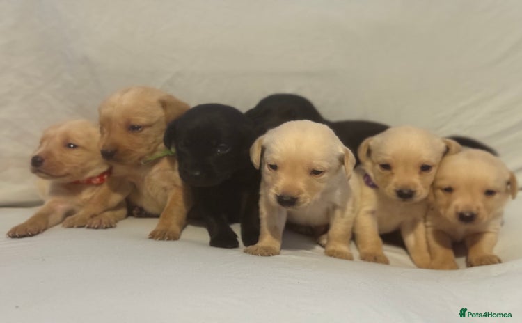 Labrador Retriever dogs - Advert 10
