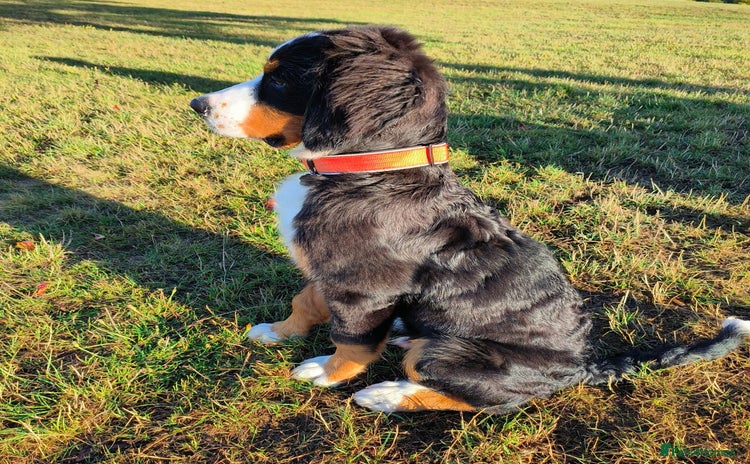 Bernese Mountain Dog dogs - Advert 1
