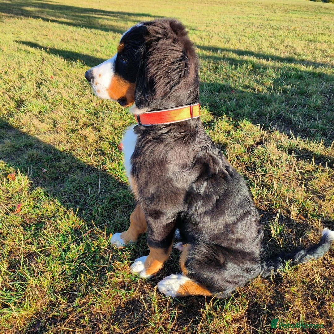 Bernese Mountain Dog dogs for sale: 5 month old stunning dog - Image 1