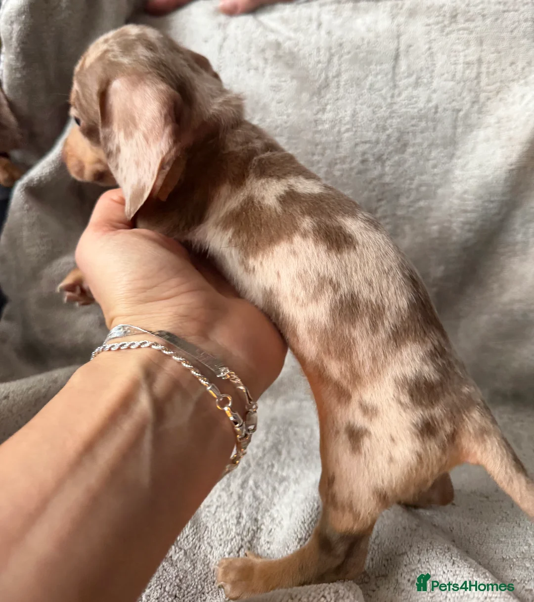 Miniature Dachshund dogs for sale: KC Reg Miniature Dachshunds Dapple Isabella    - Advert 10