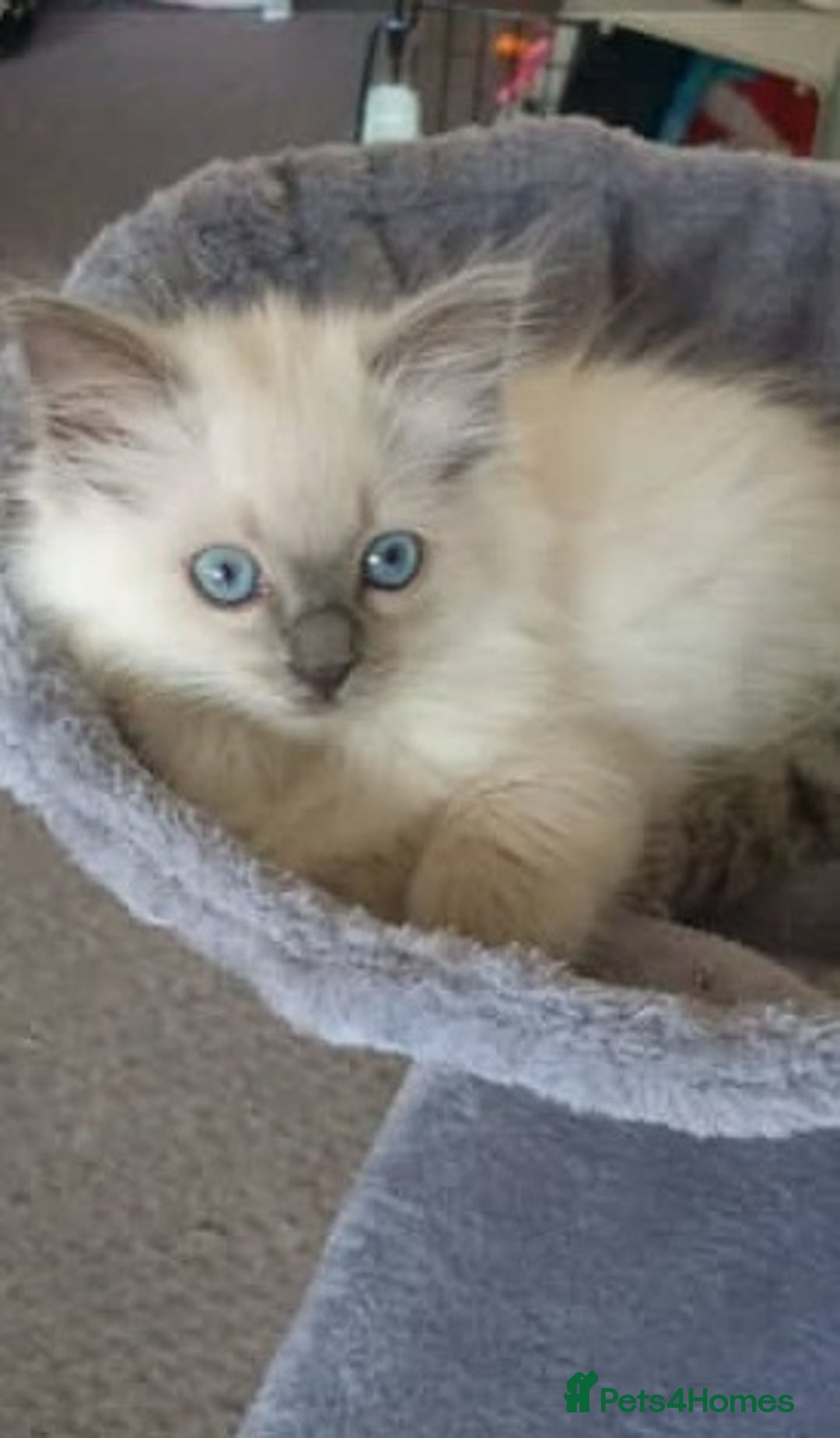 Ragdoll cats for sale: Adorable Fluffy Ragdoll Babies  Loving Homes! 🏡💖 - Advert 5