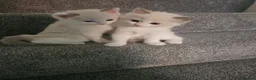 Ragdoll cats for sale: Ragdoll Bicolor- 2 playful girls. in Fareham - Advert 17