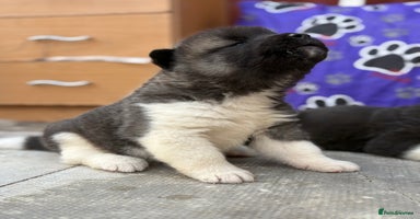 Akita dogs - Advert 3
