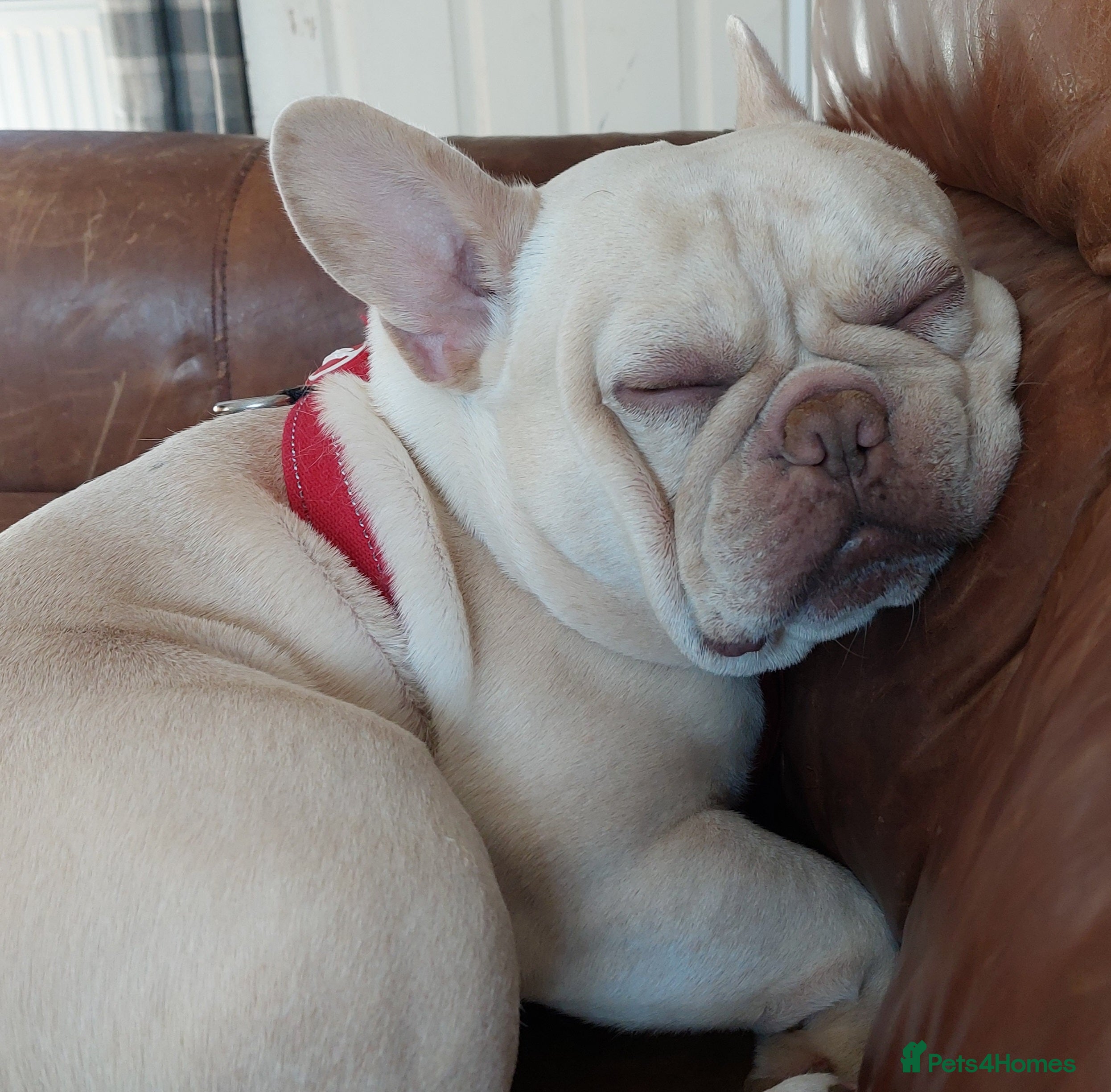French Bulldog dogs Kc French bulldog Stud  - Advert 14
