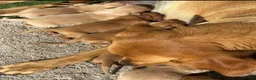 Labrador Retriever dogs for sale: 🐾 8 beautiful Labrador puppies  in Melton Mowbray - Advert 11