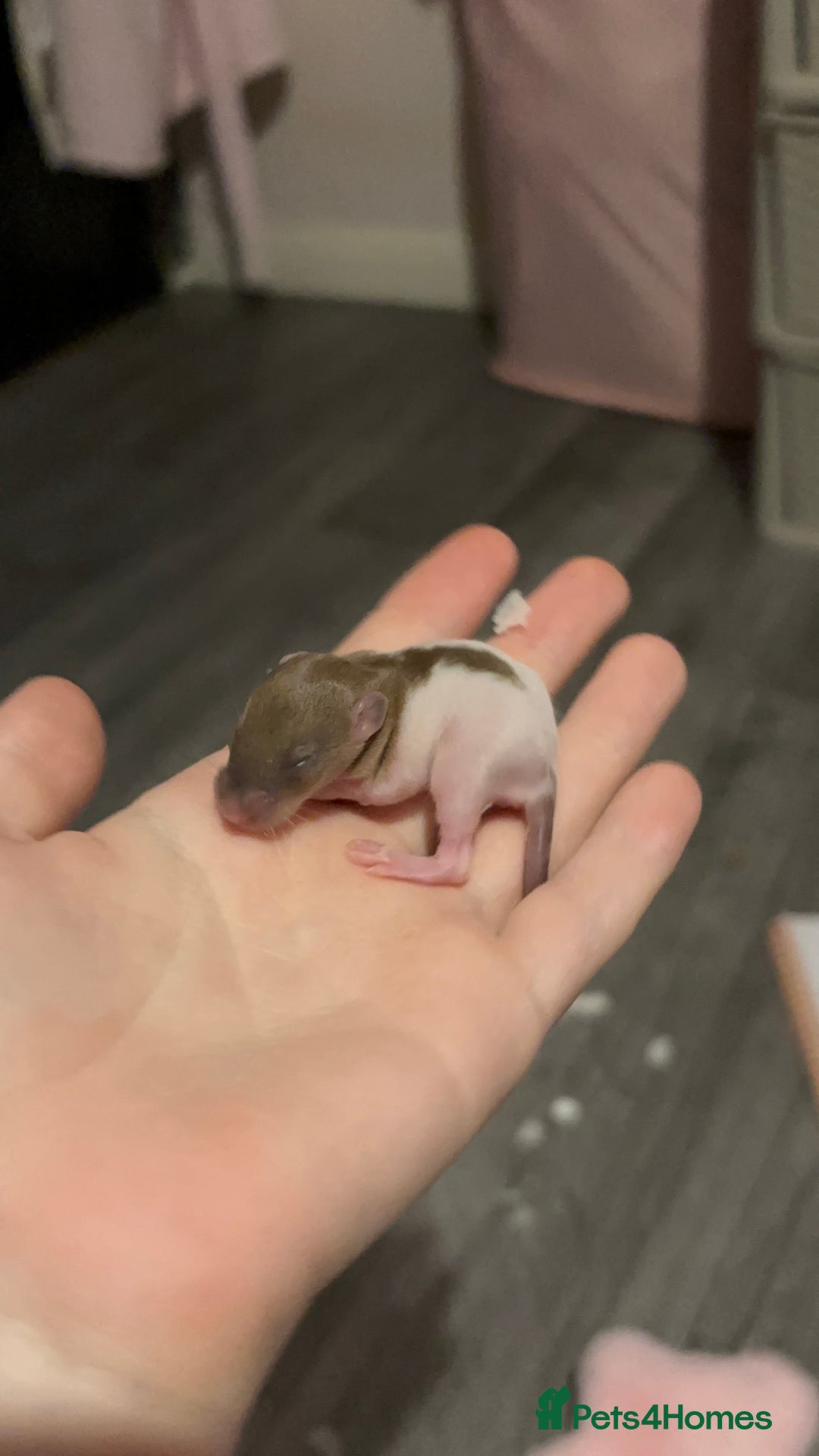 Rat rodents for sale: BABY RATS FOR SALE ( end of jan / start of feb) - Advert 22