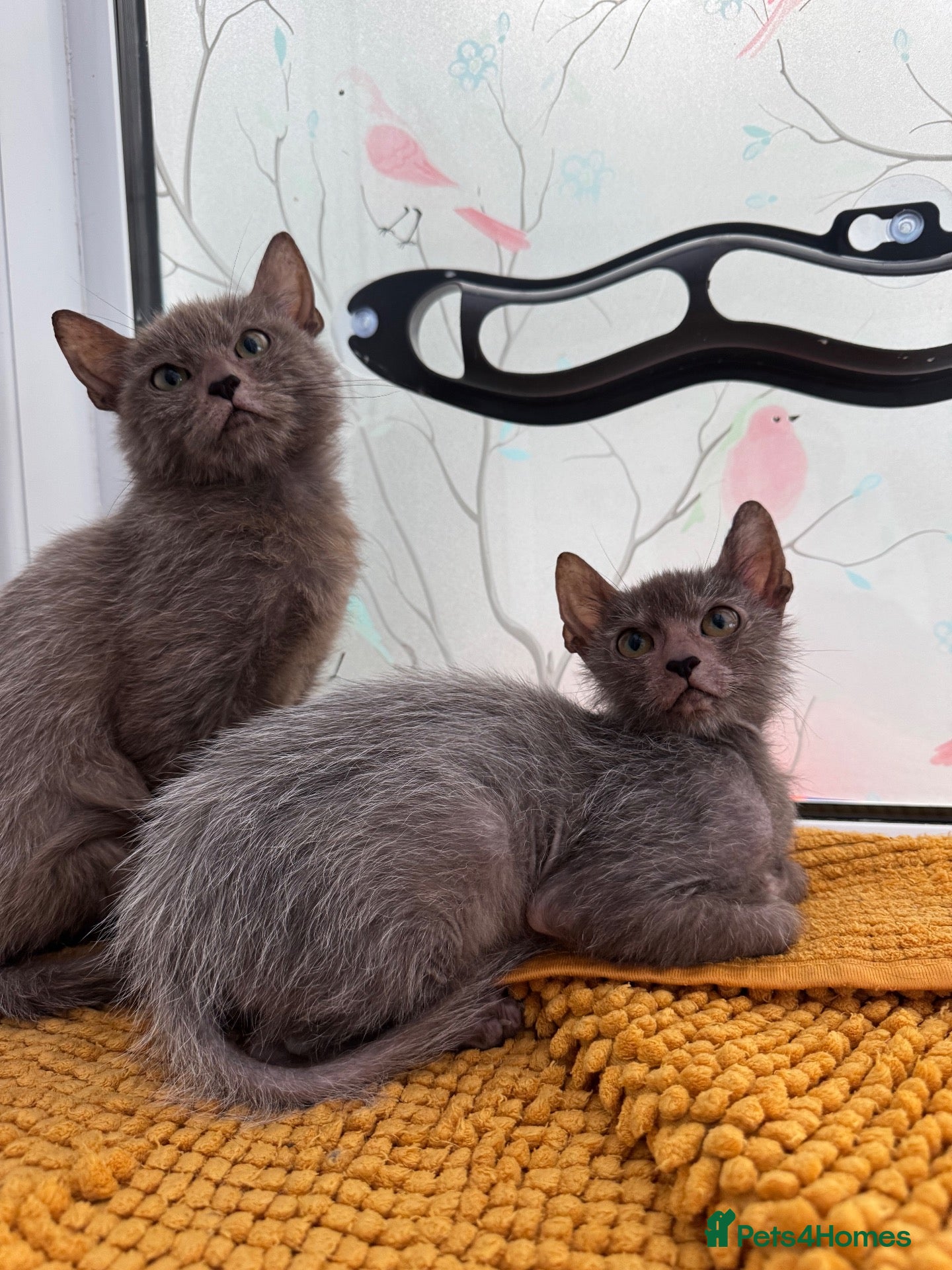 Lykoi cats for sale: Last two Lykoi girls  - Advert 2