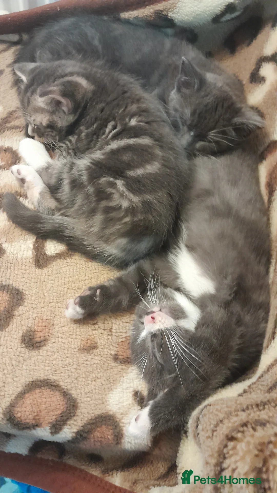 Mixed Breed cats for sale: 3 Beautiful kittens for sale  - Advert 5