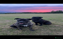 Mixed Breed dogs for sale: Ready for there forever homes  - Image 8