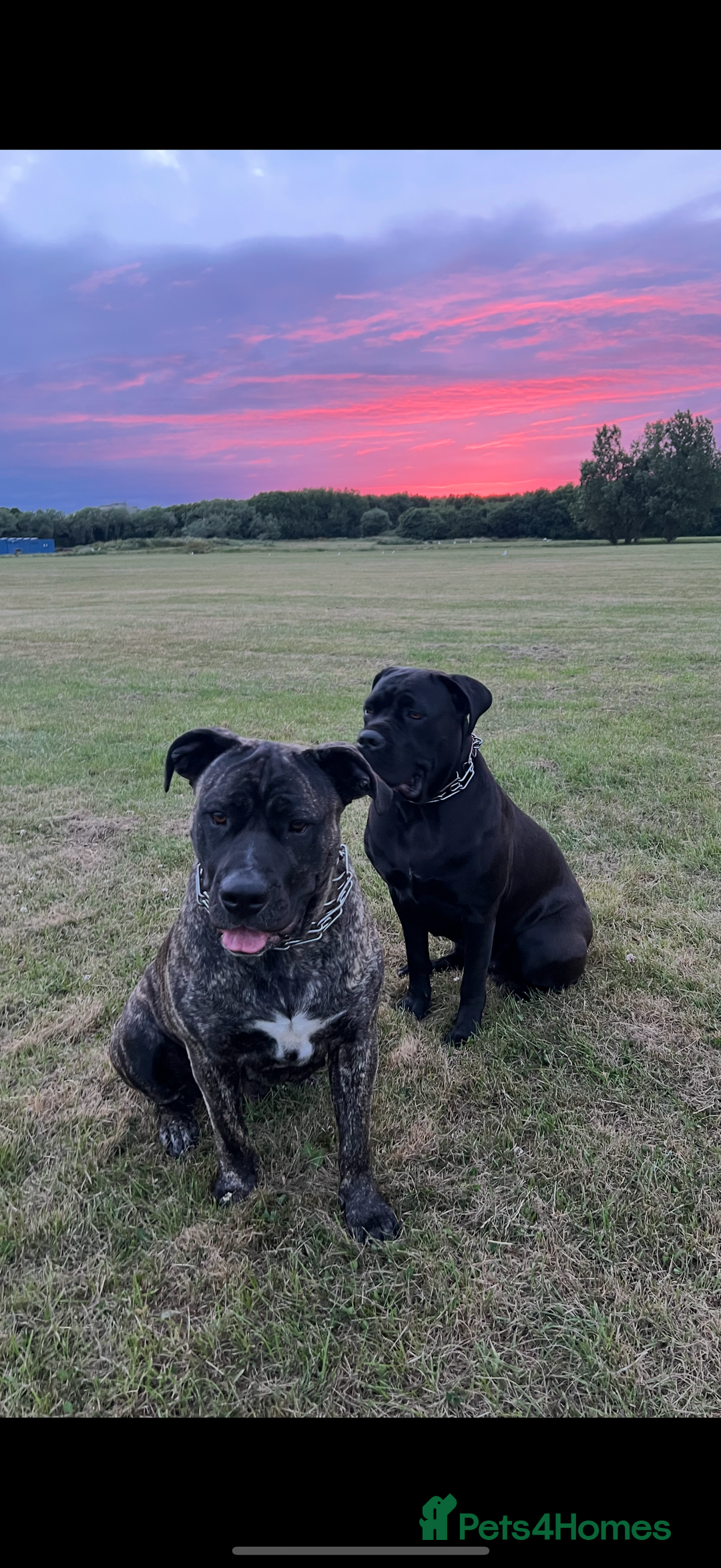 Mixed Breed dogs for sale: Ready for there forever homes  - Image 8