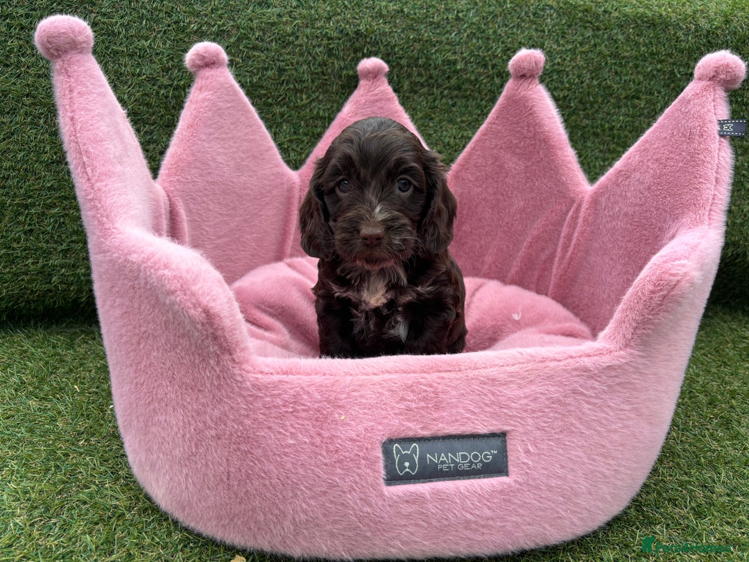 Cockapoo dogs for sale: ⭐️ Stunning Rare Coloured F1 Miniature Cockpoos ⭐️ - Image 31