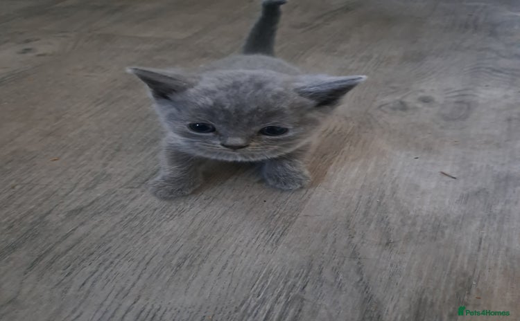 British Shorthair cats - Advert 10