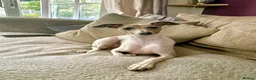 Italian Greyhound dogs for sale: A truly lovely little lady  - Advert 8