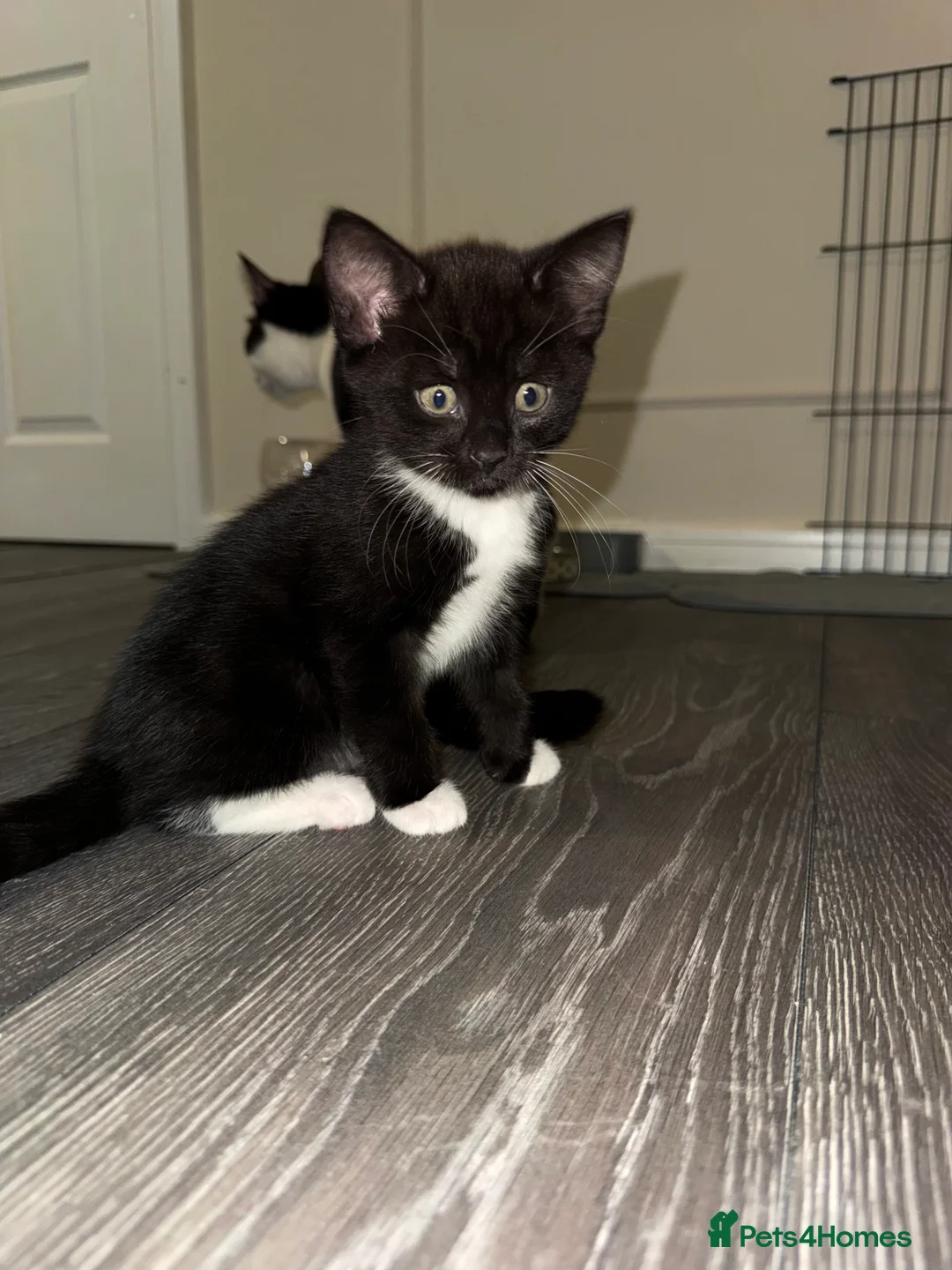 Mixed Breed cats for sale: Stunning Turkish Angora/ domesticShorthairKittens  - Advert 4