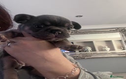 Mixed Breed dogs for sale: Beautiful freelance bulldogs  - Advert 21