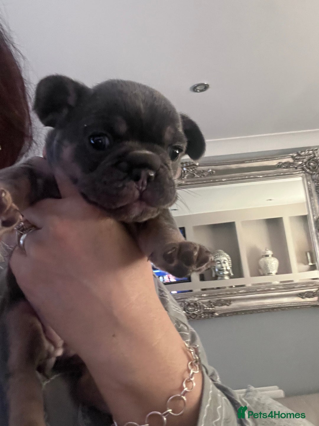 Mixed Breed dogs for sale: Beautiful freelance bulldogs  - Advert 21