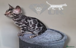 Bengal cats for sale: Intensively socialised bengal kittens - lap cats! in Scunthorpe - Image 18