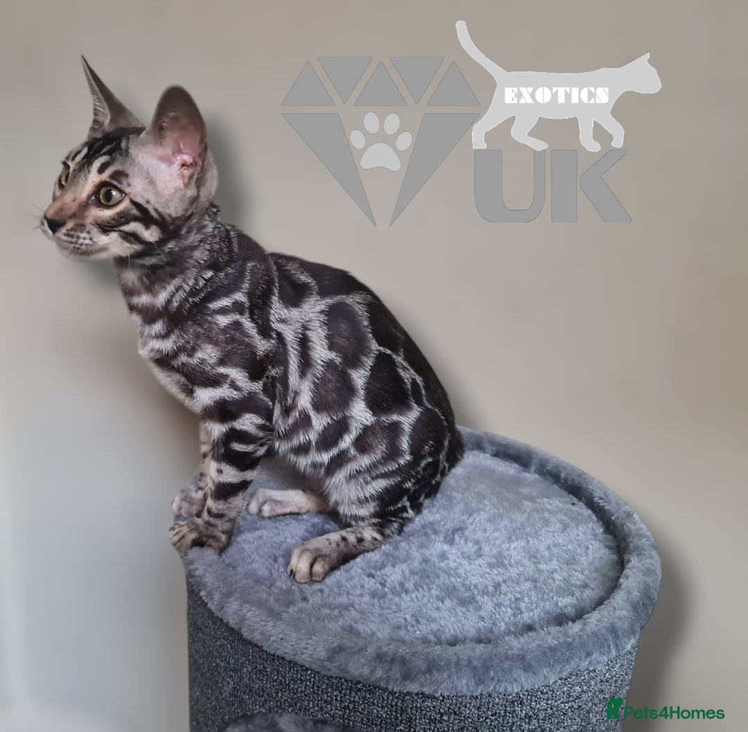 Bengal cats for sale: Intensively socialised bengal kittens - lap cats! in Scunthorpe - Image 18