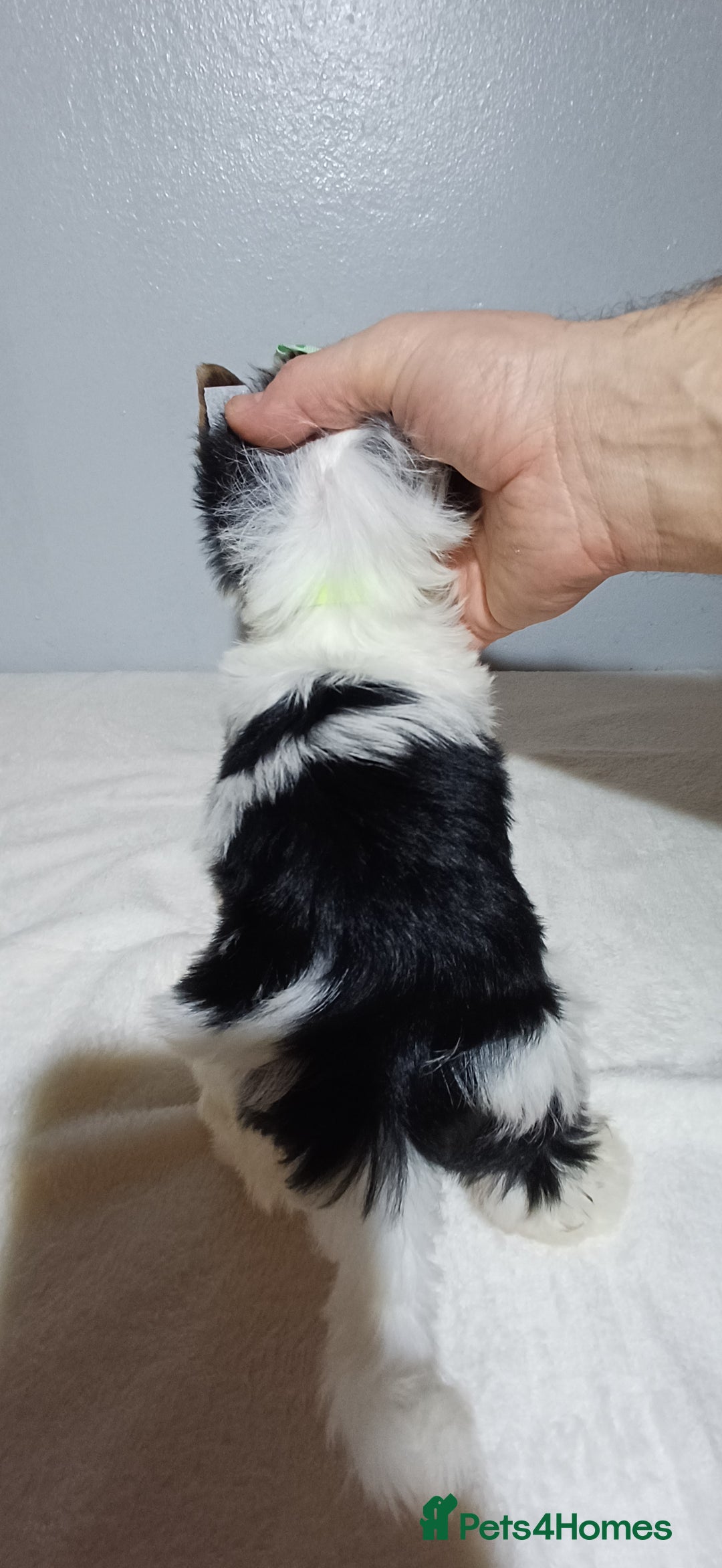 Yorkshire Terrier dogs for sale: 100% Biewer yorkshire-terrier Pedigree  - Advert 30