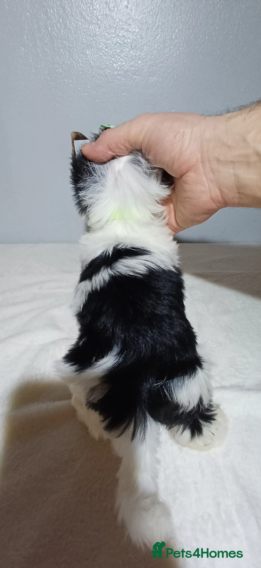 Yorkshire Terrier dogs for sale: 100% Biewer yorkshire-terrier Pedigree  - Advert 30