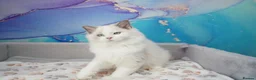 Ragdoll cats for sale: blue bicolour boys and girls available  - Advert 11