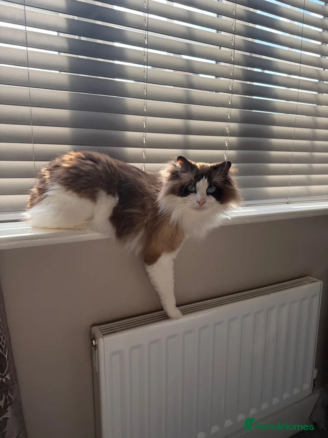 Ragdoll cats for sale: Beautiful GCCF Male Ragdoll 2 years old in Middlesbrough - Advert 2