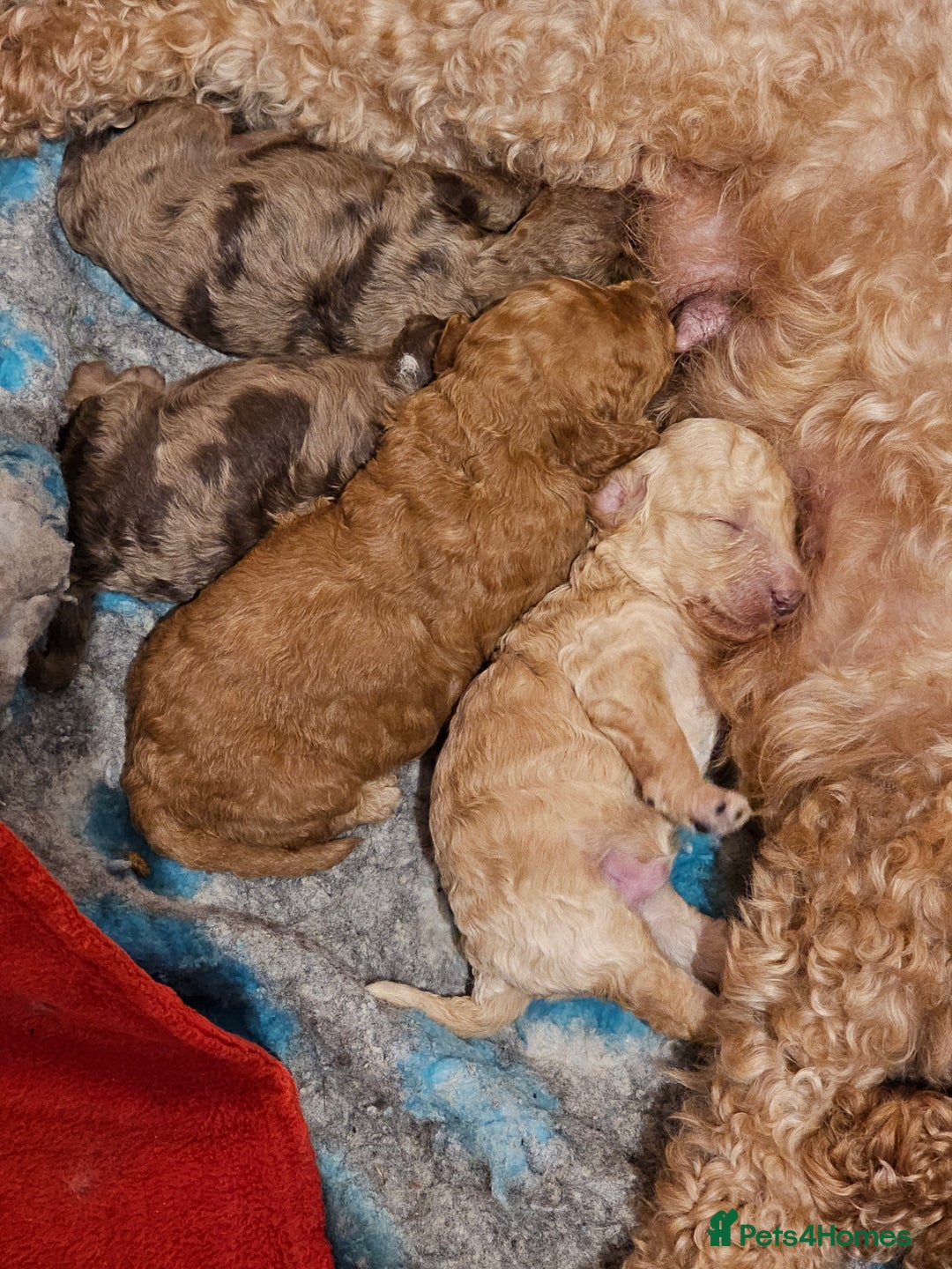 Cavapoo dogs for sale: Stunning Quality F1b Cavapoos - Advert 9