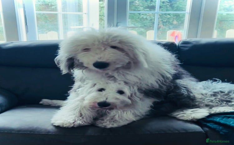 Old English Sheepdog dogs - Advert 16