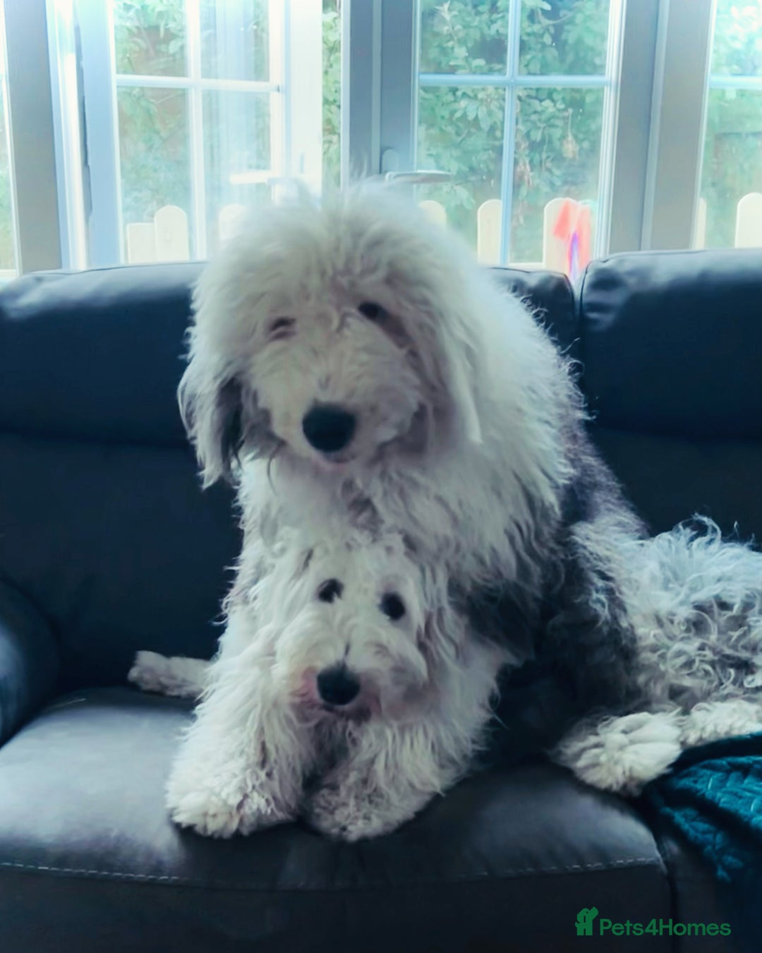 Old English Sheepdog dogs for sale: Old English Sheepdog pups due September  - Image 1