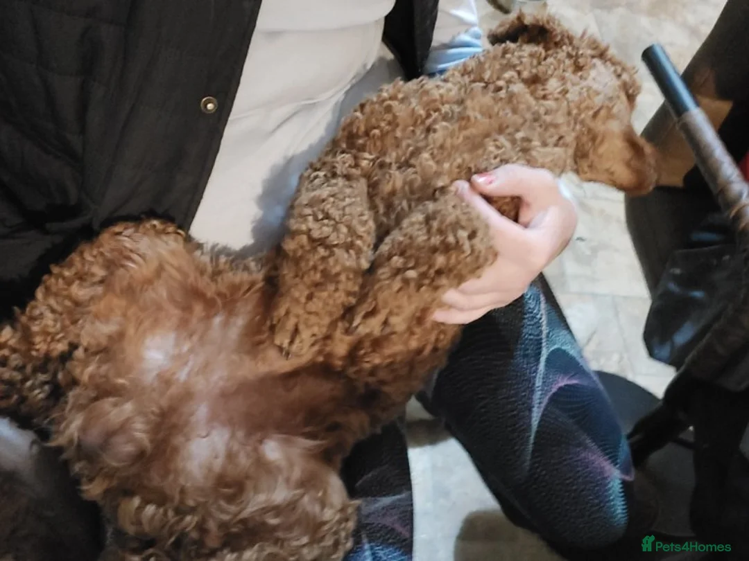 Miniature Poodle dogs for stud: KC Reg Red Miniature Poodle for stud in Preston - Advert 3