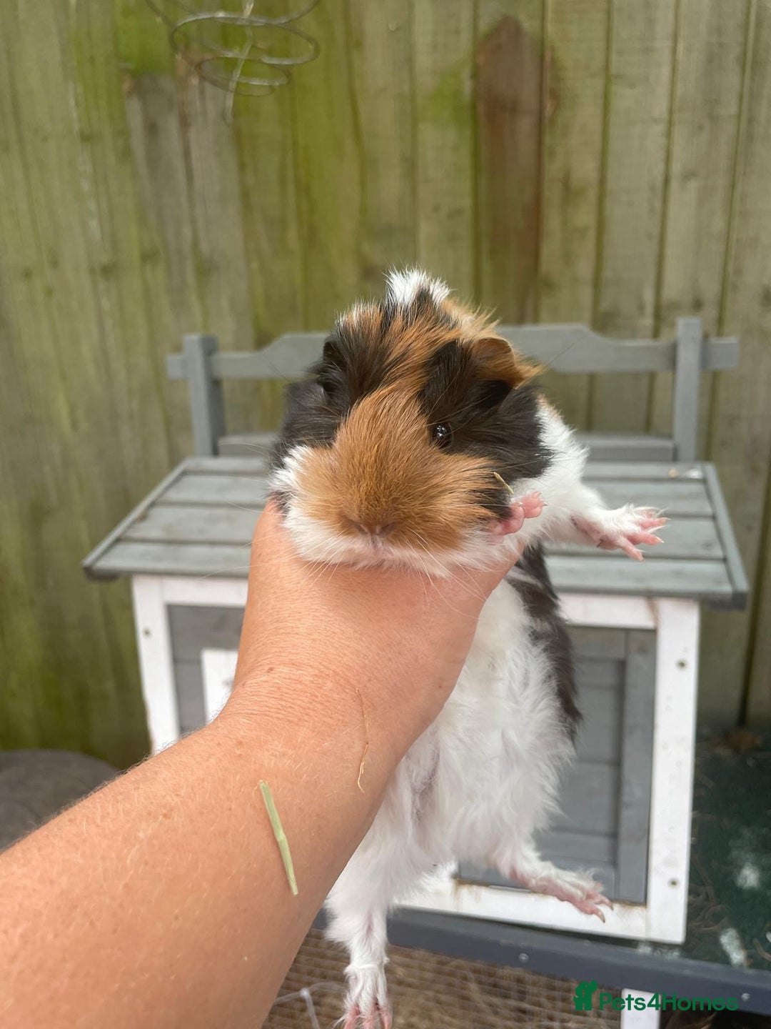 Guinea Pig rodents for sale: Peruvian cross Silkie baby gunieapigs  - Image 2