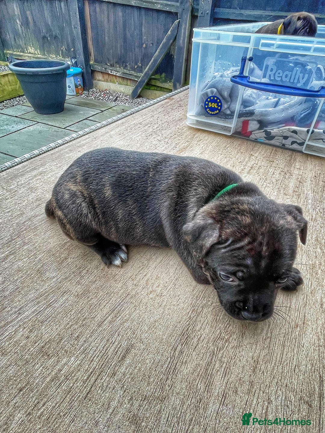 Staffordshire Bull Terrier dogs for sale: Staffordshire bull terrier puppies - Advert 14