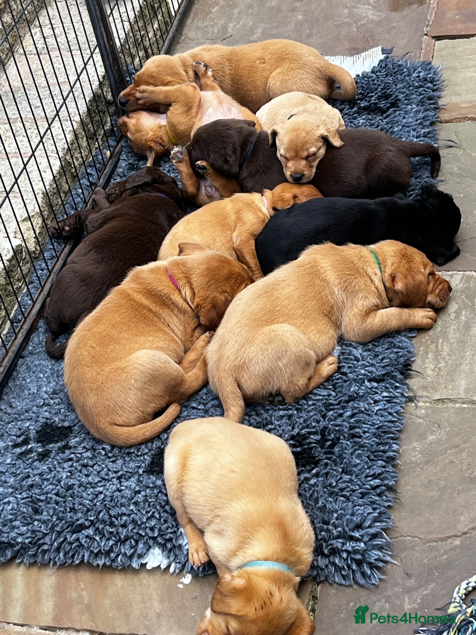 Labrador Retriever dogs Beautiful Labrador puppies - Advert 1