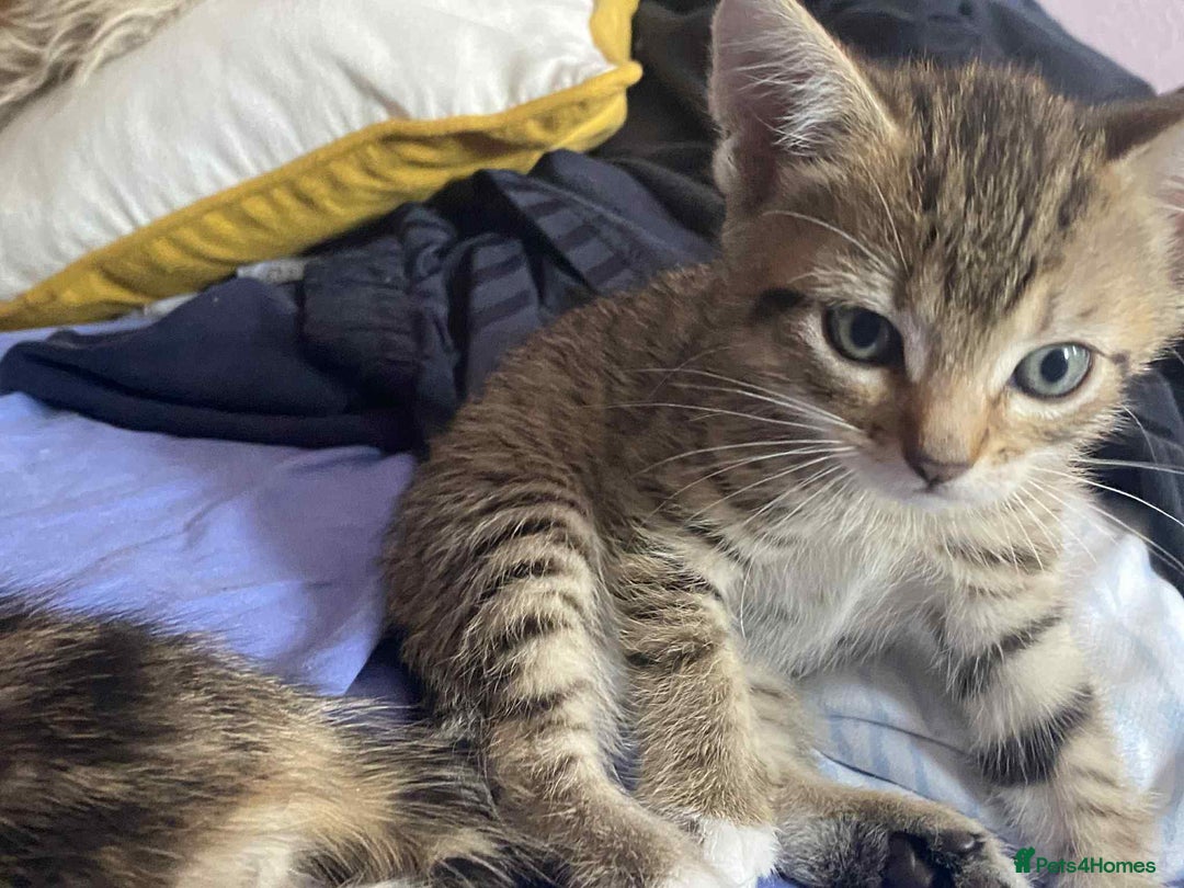 Mixed Breed cats for sale: Adorable kittens  - Image 4