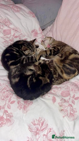 Mixed Breed cats - Advert 13