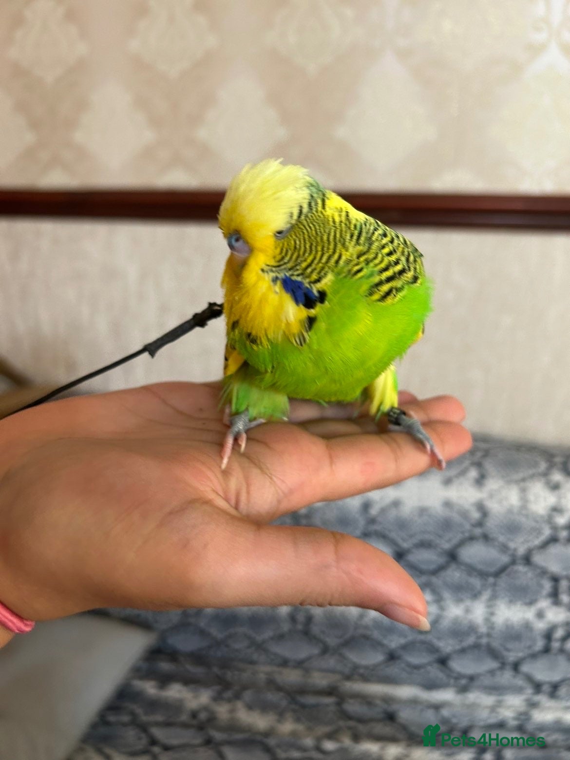 Budgerigars birds Harness trained English budgie - Advert 2